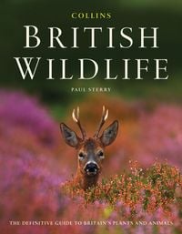 Produktbild: Sterry, P: Collins British Wildlife
