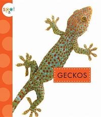 Produktbild: Geckos