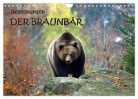 Produktbild: Begegnungen DER BRAUNB&Auml;R (Wandkalender 2026 DIN A4 quer), CALVENDO Monatskalender