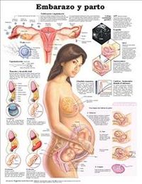 Produktbild: Pregnancy and Birth Anatomical Chart in Spanish (Embarazo y Parto)