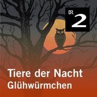 Produktbild: Tiere der Nacht: Gl&uuml;hw&uuml;rmchen