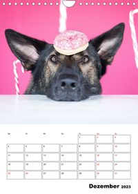 Dogs - funny moments Schräge Hunde in komischen Situationen (Wandkalender 2023 DIN A4 hoch)