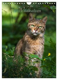 Produktbild: Wildkatzen - scheue J&auml;ger (Wandkalender 2027 DIN A4 hoch), CALVENDO Monatskalender