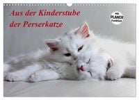 Produktbild: Aus der Kinderstube der Perserkatze (Wandkalender 2026 DIN A3 quer), CALVENDO Monatskalender