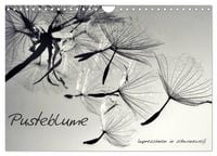 Produktbild: Pusteblume - Impressionen in schwarzwei&szlig; (Wandkalender 2026 DIN A4 quer), CALVENDO Monatskalender