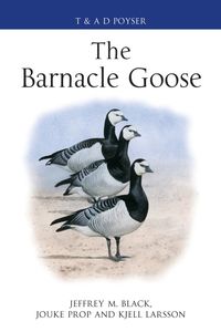 Produktbild: Barnacle Goose