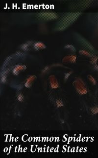 Produktbild: The Common Spiders of the United States