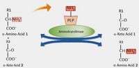 Produktbild: Estimation of Aminotransferases