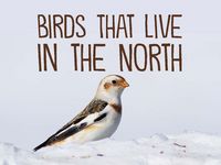 Produktbild: Birds That Live in the North