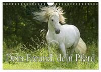 Produktbild: Dein Freund, dein Pferd (Wandkalender 2026 DIN A4 quer), CALVENDO Monatskalender