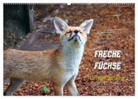 Produktbild: Freche F&uuml;chse - lustige Spr&uuml;che (Wandkalender 2026 DIN A2 quer), CALVENDO Monatskalender