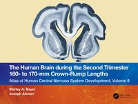 Produktbild: The Human Brain during the Second Trimester 160- to 170-mm Crown-Rump Lengths