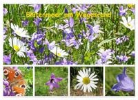 Produktbild: Bl&uuml;tenmeer am Wegesrand (Wandkalender 2027 DIN A2 quer), CALVENDO Monatskalender