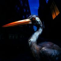 Produktbild: Decoding Birdsong