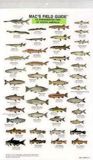 Produktbild: Mac's Field Guides: North American Freshwater Fish