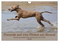 Produktbild: Freunde auf vier Pfoten am Strand (Wandkalender 2026 DIN A4 quer), CALVENDO Monatskalender