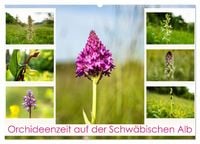 Produktbild: Orchideenzeit auf der Schw&auml;bischen Alb (Wandkalender 2026 DIN A2 quer), CALVENDO Monatskalender