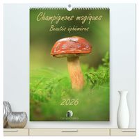 Produktbild: Champignons magiques - Beaut&eacute;s &eacute;ph&eacute;m&egrave;res (Calendrier mural haut de gamme 2027 DIN A2 horizontal), CALVENDO calendrier mensuel