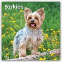 Produktbild: Yorkshire Terriers &ndash; Yorkshire Terrier &ndash; Yorkies 2027 &ndash; 16-Monatskalender