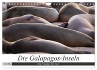 Produktbild: Galapagos-Inseln - Ein Paradies f&uuml;r Tiere (Wandkalender 2026 DIN A4 quer), CALVENDO Monatskalender