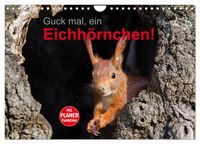 Produktbild: Guck mal, ein Eichh&ouml;rnchen! (Wandkalender 2026 DIN A4 quer), CALVENDO Monatskalender