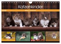 Produktbild: Katzenkinder - Britisch Kurzhaar (Wandkalender 2026 DIN A4 quer), CALVENDO Monatskalender