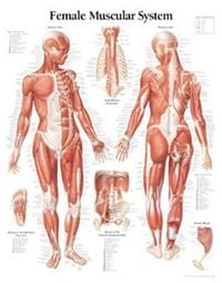 Produktbild: Muscular System Female Chart