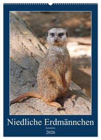 Produktbild: Niedliche Erdm&auml;nnchen (Wandkalender 2026 DIN A2 hoch), CALVENDO Monatskalender