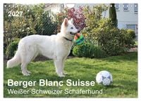 Produktbild: Berger Blanc Suisse - Wei&szlig;er Schweizer Sch&auml;ferhund (Wandkalender 2027 DIN A4 quer), CALVENDO Monatskalender