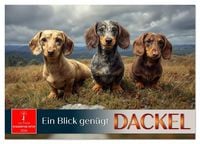 Produktbild: Dackel - ein Blick gen&uuml;gt (Tischkalender 2026 DIN A5 quer), CALVENDO Monatskalender