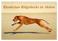 Produktbild: Rhodesian Ridgebacks in Aktion (Tischkalender 2027 DIN A5 quer), CALVENDO Monatskalender
