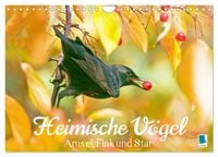 Produktbild: Amsel, Fink und Star: Heimische V&ouml;gel (Wandkalender 2026 DIN A4 quer), CALVENDO Monatskalender