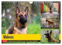 Produktbild: Malinois - belgischer Sch&auml;ferhund (Wandkalender 2026 DIN A4 quer), CALVENDO Monatskalender