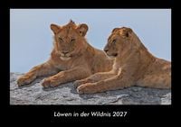 Produktbild: L&ouml;wen in der Wildnis 2027 Fotokalender DIN A3
