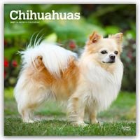 Produktbild: Chihuahuas 2027 &ndash; 16-Monatskalender
