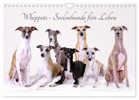 Produktbild: Whippets - Seelenhunde f&uuml;rs Leben (Wandkalender 2026 DIN A4 quer), CALVENDO Monatskalender