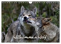 Produktbild: Willkommen Wolf (Wandkalender 2027 DIN A4 quer), CALVENDO Monatskalender