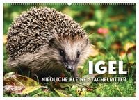 Produktbild: Igel - Niedliche kleine Stachelritter (Wandkalender 2026 DIN A2 quer), CALVENDO Monatskalender