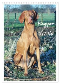 Produktbild: Magyar Vizsla (Wandkalender 2027 DIN A3 hoch), CALVENDO Monatskalender