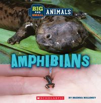 Produktbild: Amphibians (Wild World: Big and Small Animals)
