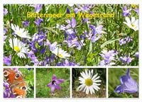 Produktbild: Bl&uuml;tenmeer am Wegesrand (Wandkalender 2026 DIN A3 quer), CALVENDO Monatskalender