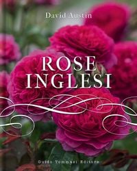 Produktbild: Rose inglesi