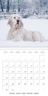 Charming English Setter (Wall Calendar 2023 300 × 300 mm Square)
