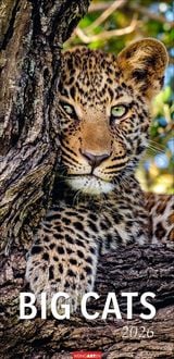 Produktbild Big Cats Kalender 2026
