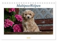 Produktbild: Maltipoo Welpen (Tischkalender 2026 DIN A5 quer), CALVENDO Monatskalender