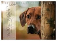 Produktbild: Rhodesian Ridgeback - Herzen auf vier Pfoten (Tischkalender 2027 DIN A5 quer), CALVENDO Monatskalender
