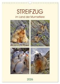 Produktbild: STREIFZUG im Land der Murmeltiere (Wandkalender 2026 DIN A3 hoch), CALVENDO Monatskalender