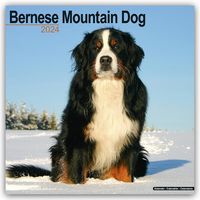 Bild vom Artikel Bernese Mountain Dog - Berner Sennenhund 2024 - 16-Monatskalender vom Autor Avonside Publishing Ltd.