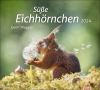 Bild vom Artikel Eichhörnchen Bildkalender 2024. Die niedlichen Waldbewohner in einem dekorativen Wandkalender, fotografiert von Geert Weggen. Tier-Kalender. vom Autor Geert Weggen