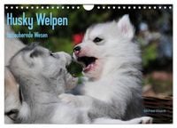 Produktbild: Husky Welpen (Wandkalender 2026 DIN A4 quer), CALVENDO Monatskalender